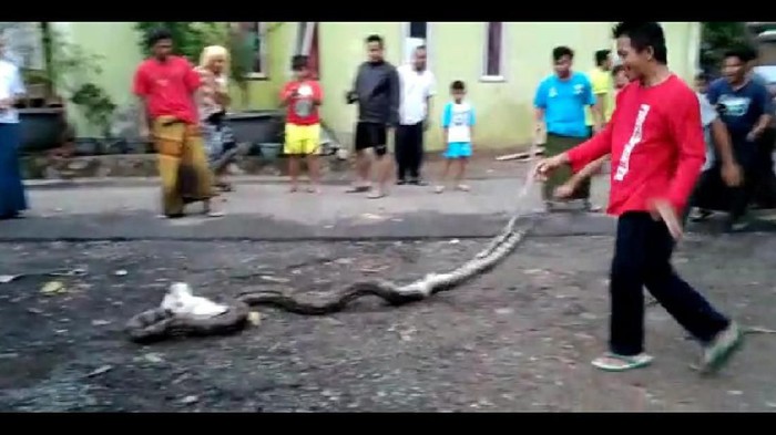Warga Cilegon Digegerkan Temukan Ular Sanca Sepanjang 6 Meter