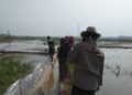 Petani Padi di Kabupaten Serang Diminta Waspadai Ancaman Hama Tikus