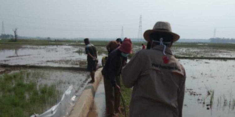 Petani Padi di Kabupaten Serang Diminta Waspadai Ancaman Hama Tikus