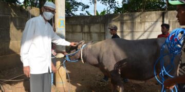 Lanjutkan Tradisi Berkurban, KONI Banten Sembelih Kerbau