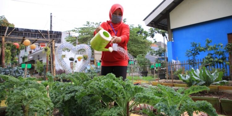 KWT Anthurium Tetap Produktif saat Pandemi Virus Corona Berkat Kreativitas