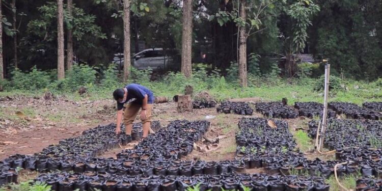 380 Ribu Bibit untuk Warga Terdampak Covid-19