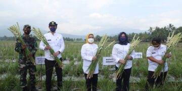 Sentra Bunga Sedap Malam Dijadikan Agro Wisata