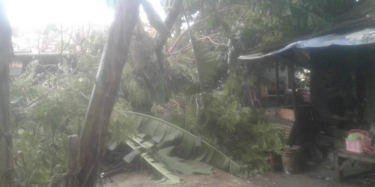 Cuaca Ekstrim Sebabkan 4 Rumah Rusak dan 1 Pohon Tumbang di Kabupaten Serang