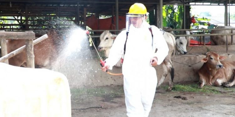 221 Hewan Ternak di Kabupaten Tangerang Positif PMK