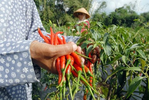 Ini Empat Komuditi Holtikultura yang Jadi Fokus Distan Kabupaten Serang