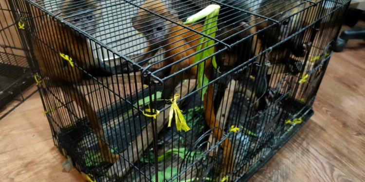 BKSDA Serang dan Reskrimsus Polda Banten Amankan Lutung dan Kancil