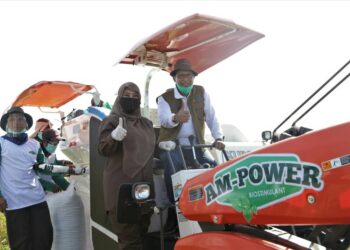 Bupati Irna bersama Dirut Perum Bulog Panen Raya Padi di Cikeusik