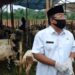 Jelang Idul Adha, Distan Kota Serang Periksa Kesehatan Hewan Kurban