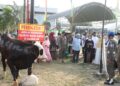 Pemkab Serang Salurkan Hewan Kurban untuk Lembaga Keagamaan