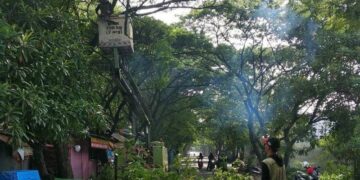 Antisipasi Pohon Tumbang, Disbudpar Siapkan Tim Penebang