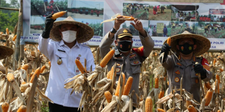 Pemkab Tangerang Panen Raya Jagung Hibrida dan Lele di Desa Jambe