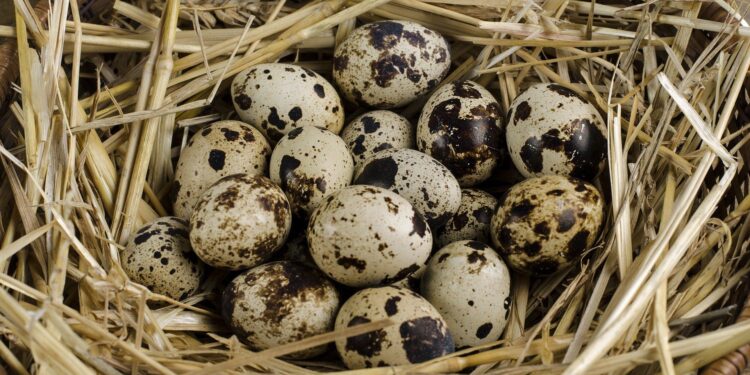 Telor puyuh Asal Desa Cikolelet Didorong Masuk ke Hotel