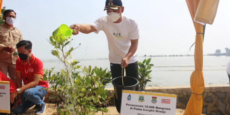 Mad Romli Tanam 10 Ribu Pohon Mangrove di Pulau Cangkir