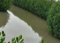 Pemeliharaan Mangrove Dinilai Penting untuk Kelestarian Ekosistem