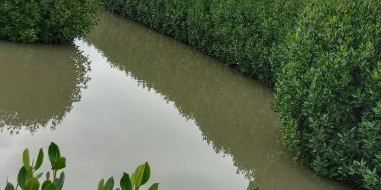 Pemeliharaan Mangrove Dinilai Penting untuk Kelestarian Ekosistem