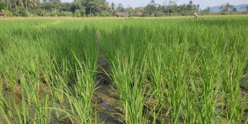 Distan Kabupaten Serang Produksi Beras Nutri Zinc