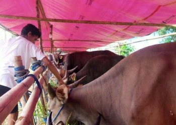Cegah Penyakit Di Hewan Kurban DKPP Kabupaten Serang Himbau Penjual Hewan Kurban Untuk Segera Koordinasi
