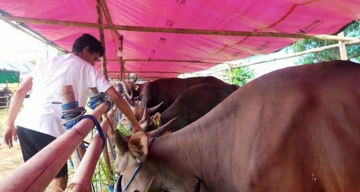 Cegah Penyakit Di Hewan Kurban DKPP Kabupaten Serang Himbau Penjual Hewan Kurban Untuk Segera Koordinasi