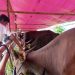 Cegah Penyakit Di Hewan Kurban DKPP Kabupaten Serang Himbau Penjual Hewan Kurban Untuk Segera Koordinasi